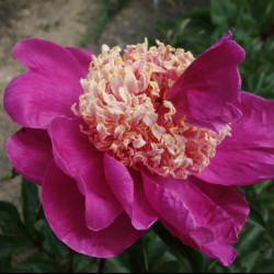 Mandarins  Coat uus IMG_5148